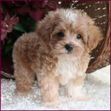 Maltipoo 