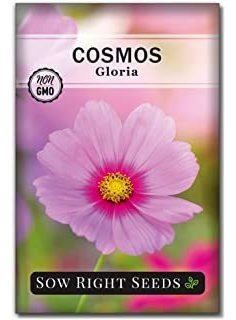 Semillas De Flores De Gloria, Cosmos Para Plantar, Hermosas 