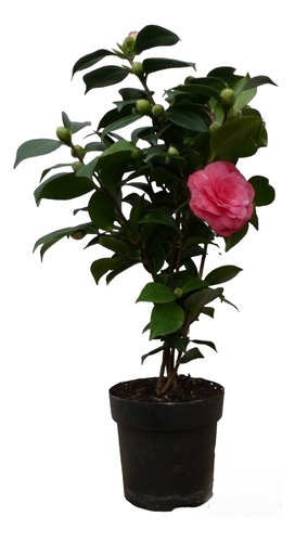 Camelia Japonica En 3l. Varios Colores.