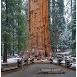 Sequoia Gigante Sequoiadendron Giganteum 12 Sementes P/ Muda