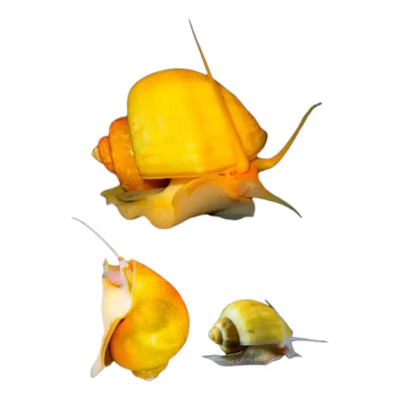 3 Caracoles Manzana  | Meses sin interés