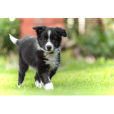 Cachorro Border Collie 03