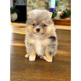 Cachorro Pomerania Cara De Oso Exotic Merle Disponible