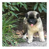 Cachorros Akita Americano Pelo Largo Inscritos En El Kcc. 