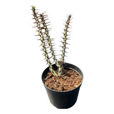 Cacto Euphorbia Aeruginosa Planta Rara Formosa Top De Linha