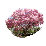 Arbolito De Primavera Rosa