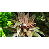 Cryptocoryne  Beckettii Planta Fácil Acuario Plantado 