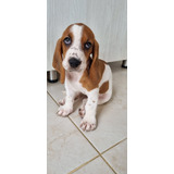 Cachorro Basset Hound Bogotá Pura Raza Animal Pets Colombia 