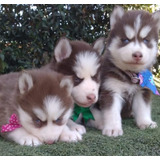 Cachorra Lobos Siberianos Ríonegro, Medellin, Bogotá, Cali 