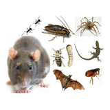 Ultrasonido Ratas Cucarachas  Murcielagos Insectos Congreso