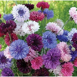 Semillas Exoticas Centaurea Colores Vareados 10pz Rem