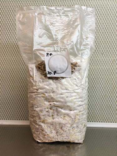 Semilla De Hongo Ostra Gris (pleurotus Ostreatus) 1,2kg