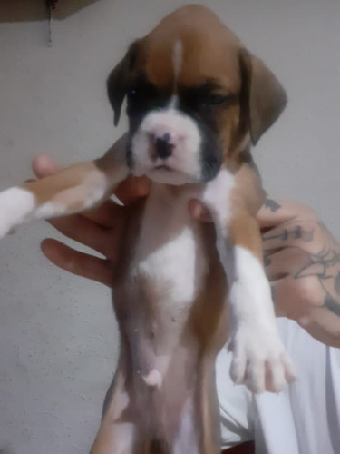 Cachorras Boxer********