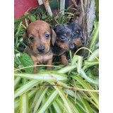 Dachshund Pelo Corto.kaninchen Machos Fca Bellisimos!!!!!