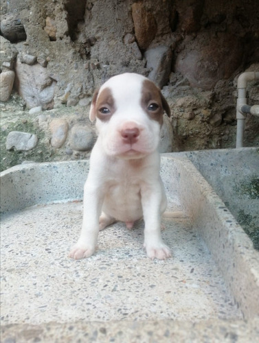 Cachorros American Pitbull Terrier 