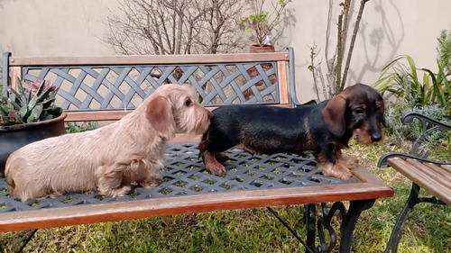 Dachshund Salchicha Pelo Duro Miniaturas Y Kaninchen Pedigrí