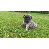 Perros Cachorros Pug Mini Brindle Exotico Puppy Puu Pog 