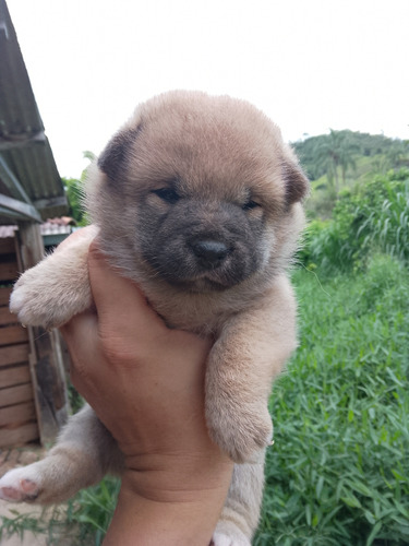 Shiba Inu Filhotes Lindos