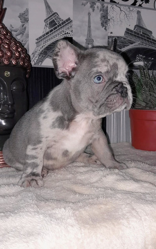 Bulldog Frances Merle Ojos Azules 