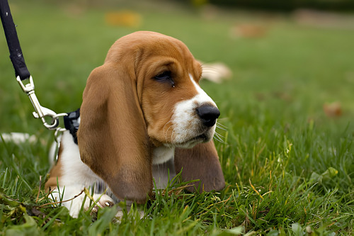 Perros Basset Hound Cachorros Cali Pereira Rionegro