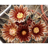 Stenocactus Wrightii, 25 Semillas Premium, Cactus Exótico