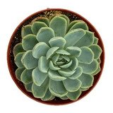 Echeveria Elegans 6 Pzas  M4 Pulgadas