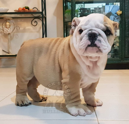 Cachorros Bulldog Ingles Opción A Pedigree Calidad Premium