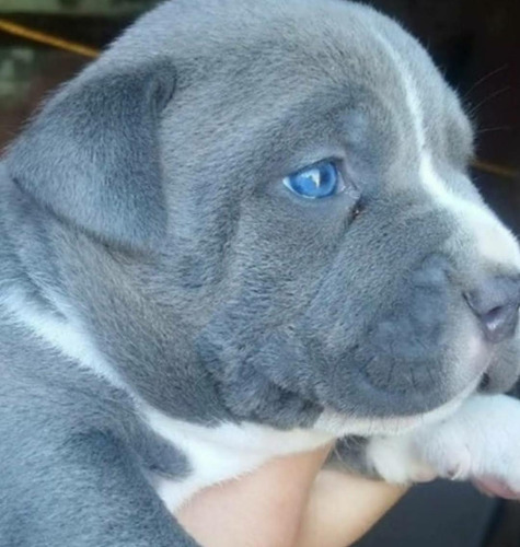 Cachorros Pitbull Ojos Súper Azules Gorditos Si Hay Machos 