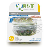 Planta Aquaplante Rotala Sp. Hra