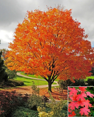 Semillas De Árbol Arce Azucarero O Acer Saccharum, Bonsai