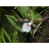 Orquidea Trichopilia Tortilis 