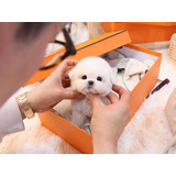 Hermosos French Poodle Mini Toy 