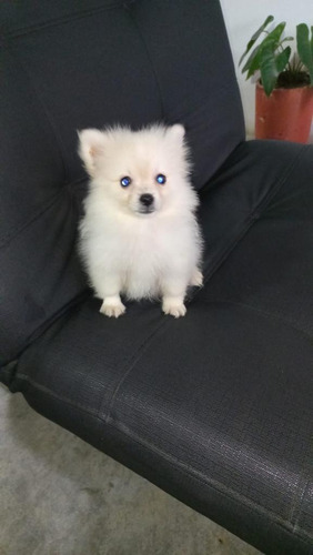 Cachorros Pomerania Mini Lulu Spitz En Venta Cartagena Perro