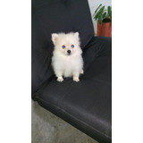 Cachorros Pomerania Mini Lulu Spitz En Venta Cartagena Perro