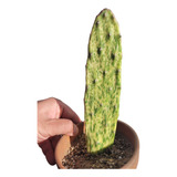 Opuntia Variegada. Únicas! Cactus Con Color. Fácil 