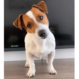 Cachorros Jack Russell Terrier