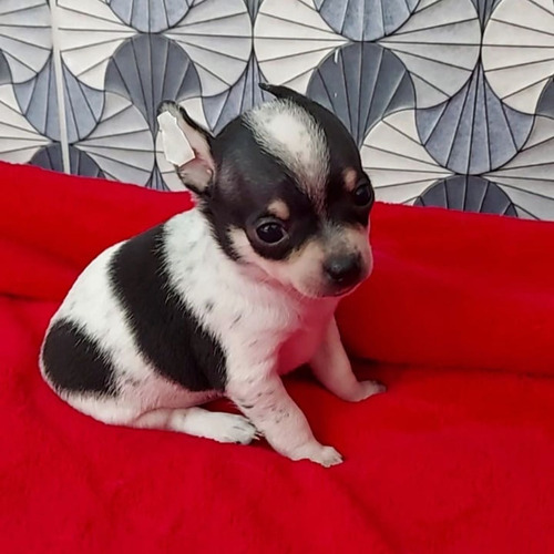 Chihuahua Pelos Curto Lindos Filhotes