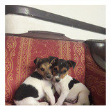 Cachorros Jack Russell Terrier En Mendoza