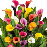 Cajita Feliz Jumbo Bulbos Calla Lily