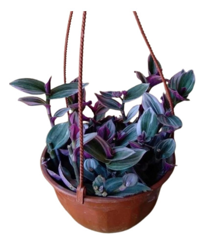 Planta Tradescantia Zebrina En Bols - Suculentas