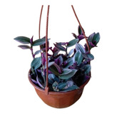 Planta Tradescantia Zebrina En Bols - Suculentas