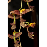 Orquidea Gongora 