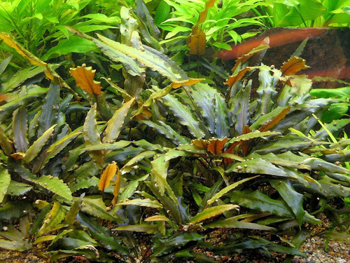 Cryptocoryne Wendii 'brown' Planta Fácil Acuario Plantado 