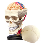 A Modelo De Cráneo Humano, Órganos Extraíbles, Modelo Para