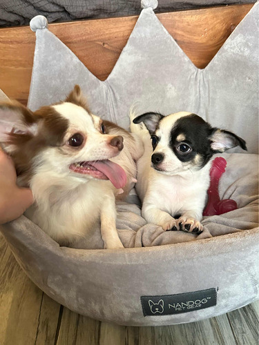 Chihuahuas Minis Hembra Y Macho Con Pedigrí