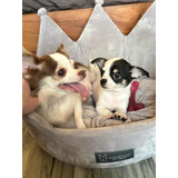 Chihuahuas Minis Hembra Y Macho Con Pedigrí