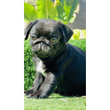 Pug Carlino Machos Negros Fca Reserva