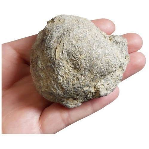 Almeja De Concha Fósil Fosilizada Piedra Natural (l115)