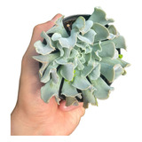 Suculenta Echeveria Nichi Pote 09 Planta Externa De Sol