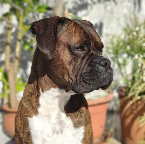 Perro Boxer Macho En Belgrano Busca Novia